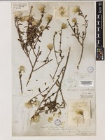 Argyroglottis turbinata Turcz. [family COMPOSITAE]
