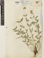 Isotype of Monardella pallida A.Heller subsp. parvifolia Epling [family LAMIACEAE]