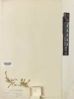 Orcuttia californica Vasey [family POACEAE]