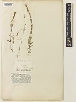 Hydrilla verticillata (L.f.) Royle [family HYDROCHARITACEAE]