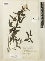 Isotype of Barleria jucunda Benoist var. pilosula Benoist [family ACANTHACEAE]