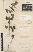 Lamium garganicum L. subsp. garganicum [family LAMIACEAE]