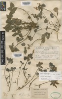 Lamium garganicum L. subsp. striatum (Sm.) Hayek [family LAMIACEAE]