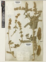 Stachys cretica L. [family LAMIACEAE]