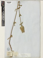 Stachys cretica L. subsp. mersinaea (Boiss.) Rech.f. [family LAMIACEAE]