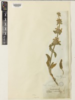 Stachys cretica L. subsp. smyrnaea Rech.f. [family LAMIACEAE]