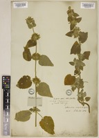 Ballota acuta Briq. [family LAMIACEAE]