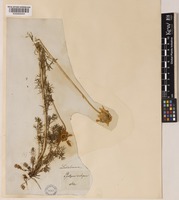 Tripleurospermum maritimum (L.) W.D.J.Koch [family ASTERACEAE]