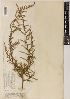 Artemisia scoparia Waldst. & Kitam. [family COMPOSITAE]