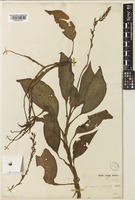 Goodyera rubicunda (Blume) Lindl. [family ORCHIDACEAE]