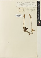 Goodyera nantoensis Hayata [family ORCHIDACEAE]