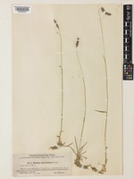 Hordeum brevisubulatum (Trin.) Link var. turkestanicum (Nevski) P.C.Kuo [family POACEAE]