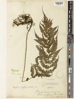 Cyclogramma omeiensis (Baker) Tagawa [family THELYPTERIDACEAE]