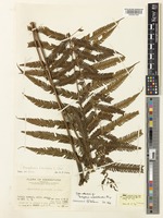 Type of Thelypteris subochthodes Ching [family THELYPTERIDACEAE]