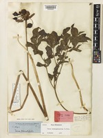 Isotype of Tacca brownii Seem. [family DIOSCOREACEAE]