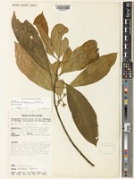 Holotype of Fontainea subpapuana P.I.Forst. [family EUPHORBIACEAE]