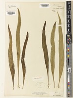 Type of Drynaria fortunei T.Moore [family POLYPODIACEAE]