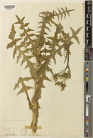 Sonchus oleraceus L. var. lacerus [family COMPOSITAE]