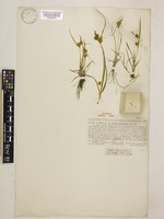 Lectotype of Carex flava L. var. alpina Kneuck. [family CYPERACEAE]