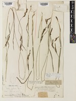 Carex augustinowiczii Meinsh. [family CYPERACEAE]