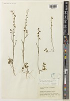 Holotype of Linaria chalepensis (L.) Miller var. brevicalyx P.H.Davis [family PLANTAGINACEAE]