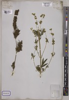 Cannabis sativa L. [family CANNABACEAE]
