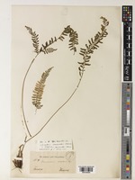 Polystichum hancockii (Hance) Diels [family DRYOPTERIDACEAE]