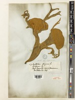 Platycerium wallichii Hook. [family POLYPODIACEAE]