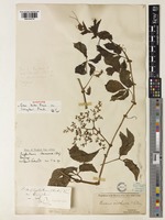 Syntype of Cissus kirkiana Planch. var. livingstonei Planch [family VITACEAE]