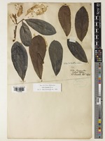 Vitex doniana Sweet [family LAMIACEAE]