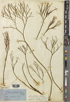 Isotype of Bernhardia novae-hollandiae C.Müll. [family PSILOTACEAE]