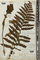 Osmunda claytoniana L. [family OSMUNDACEAE]