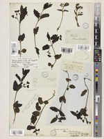 Holotype of Veronica distans R.Br. var. longifolia (Benth.) Ehrend. & B. Briggs [family PLANTAGINACEAE]