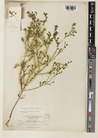 Hemizonia fasciculata (DC.) Torr. & A. Gray var. lobbii [family COMPOSITAE]