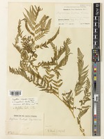 Dryopteris laeta C.Chr. [family DRYOPTERIDACEAE]