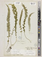 Lindsaea lucida Blume [family LINDSAEACEAE]