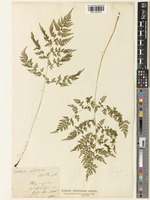 Cystopteris sudetica A.Braun & Milde [family WOODSIACEAE]