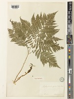 Type of Cystopteris spinulosa Maxim. [family WOODSIACEAE]