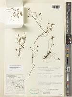 Isotype of Geranium castroviejoi Aedo [family GERANIACEAE]