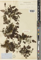 Hymenophyllum barbatum (Bosch) Baker [family HYMENOPHYLLACEAE]