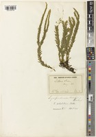 Type of Lycopodium fordii Baker [family LYCOPODIACEAE]