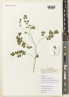 Holotype of Pelargonium occultum P. Liekkio & R. Clifton [family GERANIACEAE]