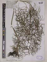 Ceratopteris thalictroides Brongn. [family PARKERIACEAE]
