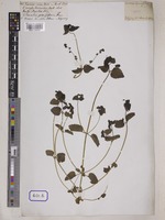 Veronica cana Wall. [family SCROPHULARIACEAE]