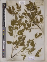 Melia azedarach L. [family MELIACEAE]