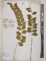 Strychnos spinosa Lam. [family LOGANIACEAE]