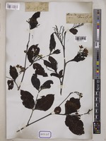Holarrhena pubescens Wall. [family APOCYNACEAE]