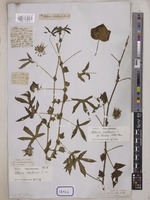 Hibiscus surattensis L. [family MALVACEAE]