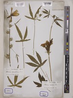 Hibiscus cannabinus L. [family MALVACEAE]