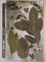 Lagerstroemia reginae unrecorded var. angustior Wall. [family LYTHRACEAE]